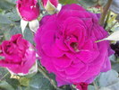 DSC04761