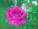 Imag012