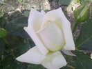 Fotografii-0015