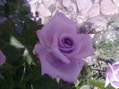 Fotografii-0041