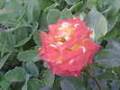 Fotografii-0061
