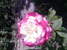 Fotografii-0002