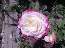 Fotografii-0003