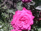 Fotografii-0006