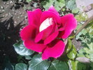 DSC02954