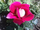 DSC02955