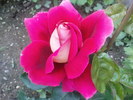 DSC02986