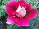DSC02991