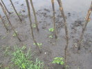 inundatii tura 2 003