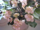 Rob-s Antique Rose