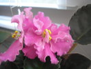 Rebel-s Carnation Splash