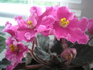 Rebel-s Carnation Splash
