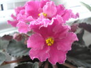 Rebel-s Carnation Splash