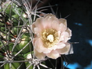 Gymnocalycium saglionis mic - floare 21.06