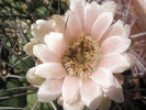 Gymnocalycium saglionis mare - floare 21.06