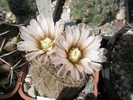 Gymnocalycium bodenbenderianum - 21.06