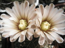 Gymnocalycium bodenbenderianum - flori