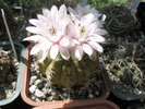 Gymnocalycium anisitsii - 21.06