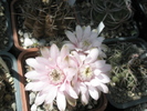 Gymnocalycium anisitsii - flori