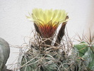 Astrophytum senile - 21.06