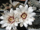 Gymnocalycium de la Pitesti - flori