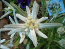 Leontopodium alpinum (2010, June 04)