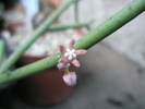 Sarcostema vanlejinzii - floare si boboc