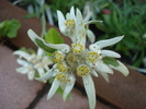 Leontopodium alpinum (2010, June 17)