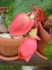 Begonia Orange Cascade (2010, Jun.18)