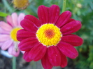 Daisy Madeira Red (2010, June 05)