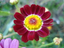 Daisy Madeira Red (2010, June 05)