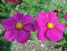 Cosmos bipinnatus (2009, July 03)