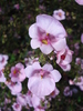 Pink Mimulus (2009, July 03)