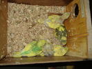 DSC03222