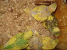 DSC03223