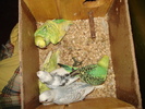 DSC03225