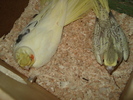 DSC03255