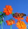 Flowerses_and_butterfly_-_Desktop_Wallpapers