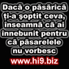 Daca o pasarica ti-a soptit ceva inseamna ca ai innebunit pentru ca pasarelele nu vorbesc