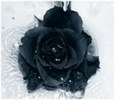 Black_Rose_by_Galilea