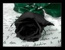 blackrose3