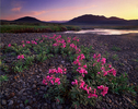 flower-cover