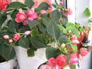 florile mele 2010 006
