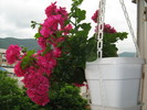 florile mele 2010 011