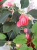 florile mele 2010 013