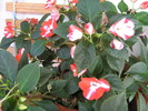 florile mele 2010 023