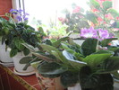 florile mele 2010 025