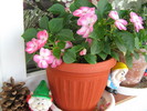 florile mele 2010 027