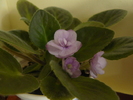 violeta lila