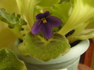 violeta mov